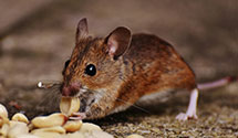 24 Hour & Emergency Exterminators in Maltersville, IN